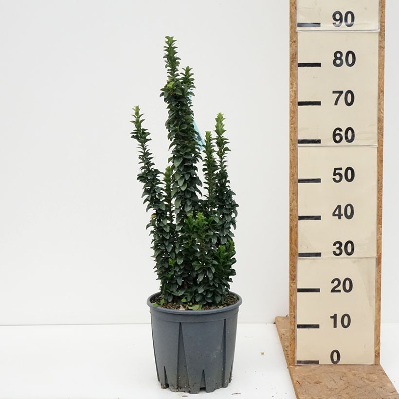Exemplaar van Euonymus japonicus Benkomasaki - Japanse kardinaalsmuts Pot van 7,5 l/10 l zoals geleverd in de herfst