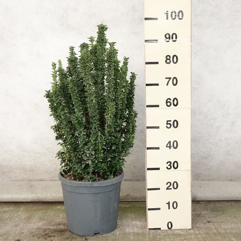 Exemplaar van Euonymus japonicus Benkomasaki - Japanse kardinaalsmuts Pot van 7,5 l/10 l zoals geleverd in de zomer