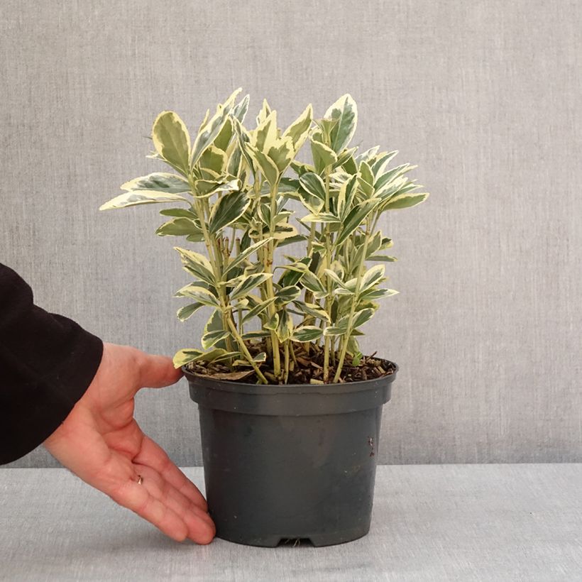 Exemplaar van Euonymus japonicus Bravo - Japanse kardinaalsmuts Pot van 2 l/3 l zoals geleverd in de winter