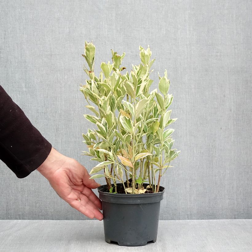 Exemplaar van Euonymus japonicus Bravo - Japanse kardinaalsmuts Pot van 2 l/3 l zoals geleverd in de herfst