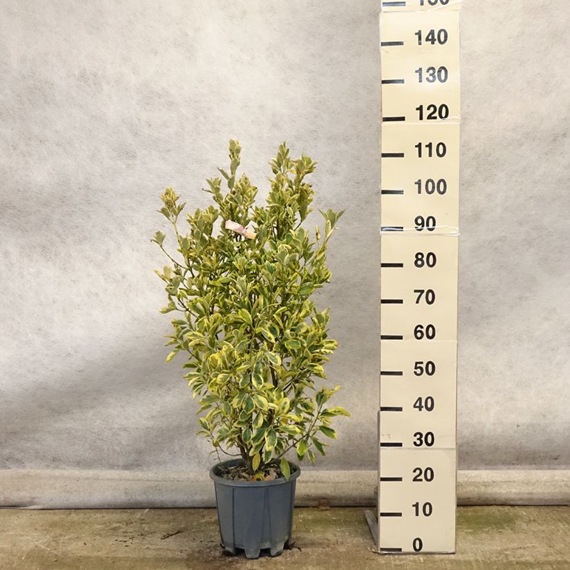 Exemplaar van Euonymus japonicus Bravo - Japanse kardinaalsmuts Pot van 7,5 l/10 l zoals geleverd in de herfst
