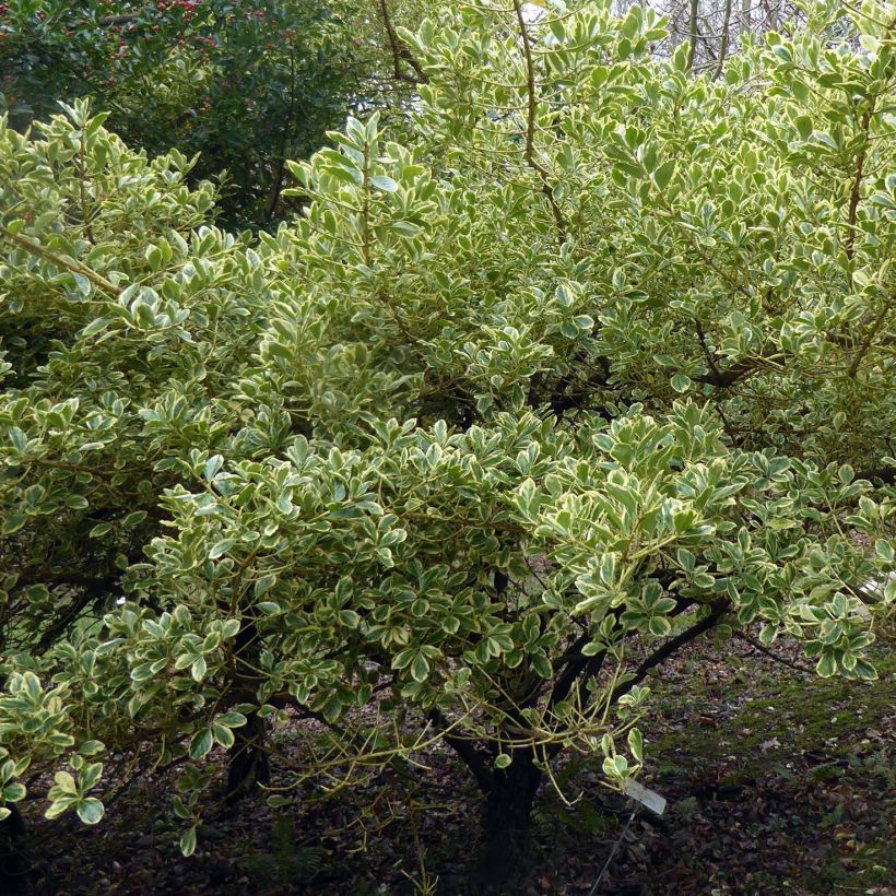 Euonymus japonicus Duc d'Anjou - Japanse kardinaalsmuts (Groeiplaats)