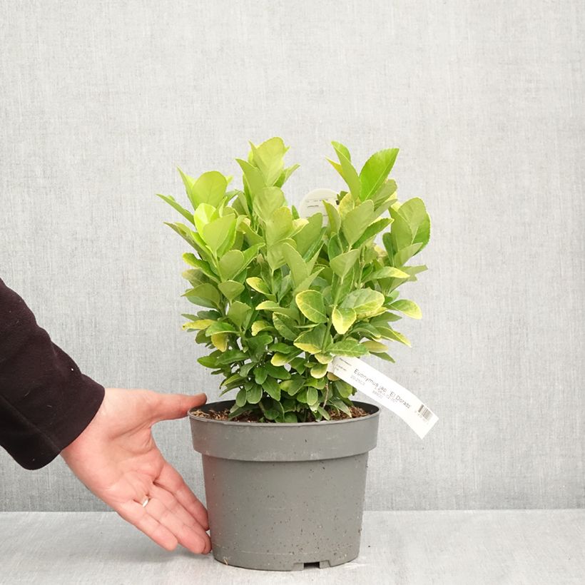 Exemplaar van Euonymus japonicus El Dorado - Japanse kardinaalsmuts Pot van 3 l/4 l zoals geleverd in de herfst