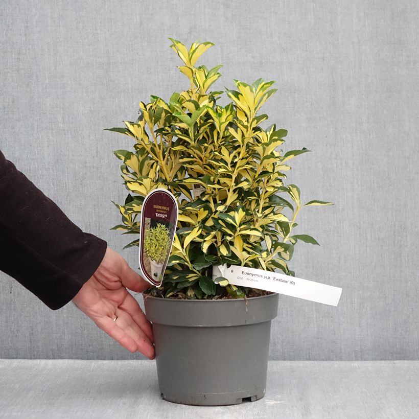 Exemplaar van Euonymus japonicus Exstase - Japanse kardinaalsmuts Pot van 3 l/4 l zoals geleverd in de winter