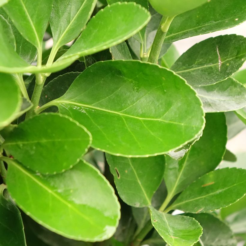 Japanse kardinaalsmuts - Euonymus japonicus (Blad)