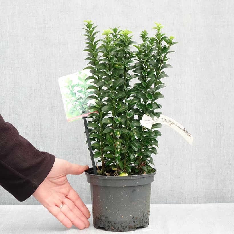 Exemplaar van Euonymus japonicus Green Rocket - Japanse kardinaalsmuts Pot van 2 l/3 l zoals geleverd in de herfst