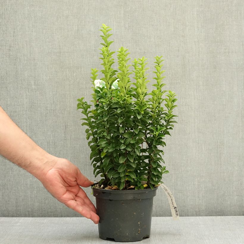 Exemplaar van Euonymus japonicus Green Rocket - Japanse kardinaalsmuts Pot van 2 l/3 l zoals geleverd in de lente