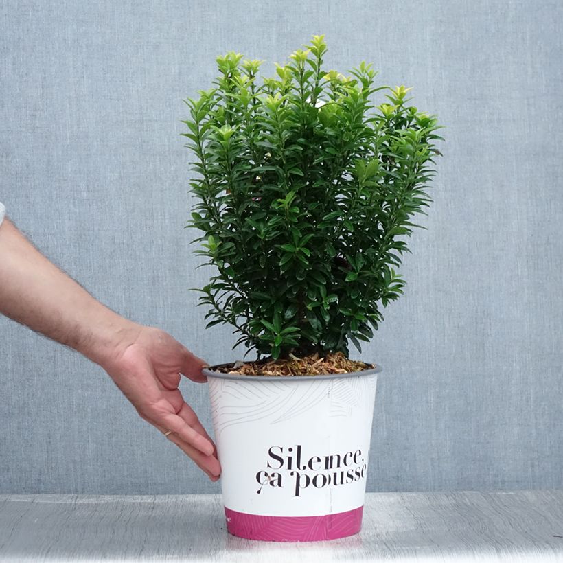 Exemplaar van Euonymus japonicus Happiness - Japanse kardinaalsmuts Pot van 4 l/5 l zoals geleverd in de zomer