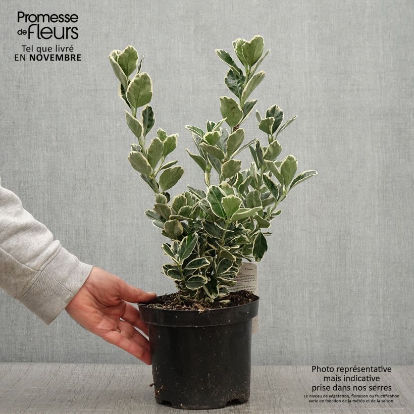 Exemplaar van Euonymus japonicus Kathy - Japanse kardinaalsmuts Pot van 2 l/3 l zoals geleverd in de herfst