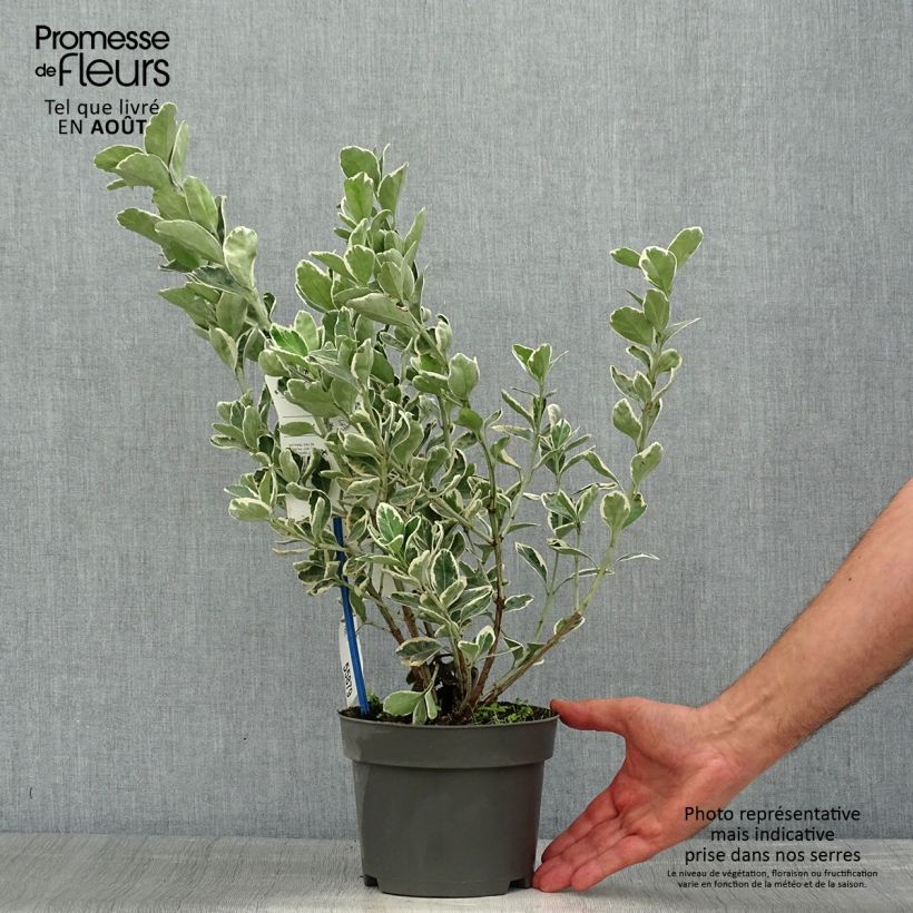 Exemplaar van Euonymus japonicus Kathy - Japanse kardinaalsmuts Pot van 2 l/3 l zoals geleverd in de zomer