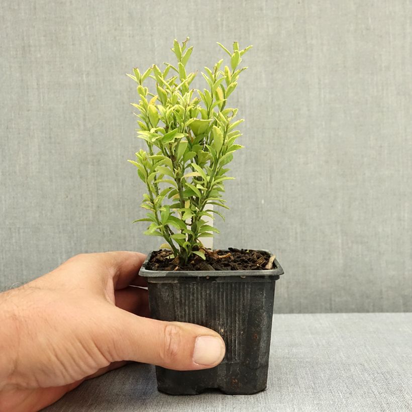 Exemplaar van Euonymus japonicus Microphyllus Aureovariegatus - Japanse kardinaalsmuts Kweekpotje van 8/9 cm zoals geleverd in de zomer