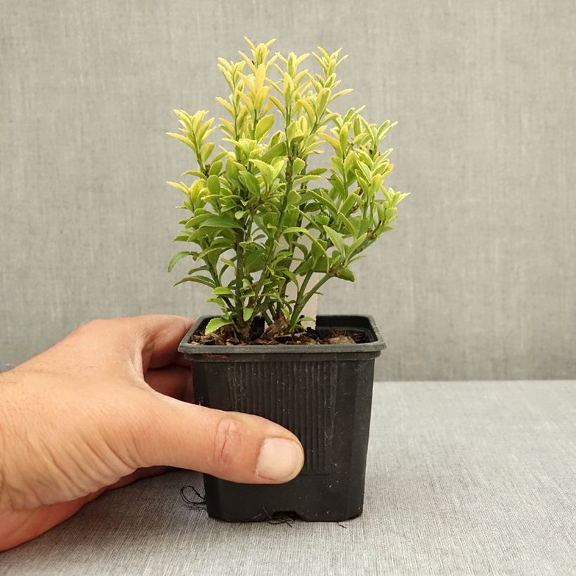 Exemplaar van Euonymus japonicus Microphyllus Aureovariegatus - Japanse kardinaalsmuts Kweekpotje van 8/9 cm zoals geleverd in de lente