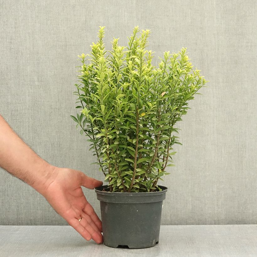 Exemplaar van Euonymus japonicus Microphyllus Aureovariegatus - Japanse kardinaalsmuts Pot van 2 l/3 l zoals geleverd in de zomer