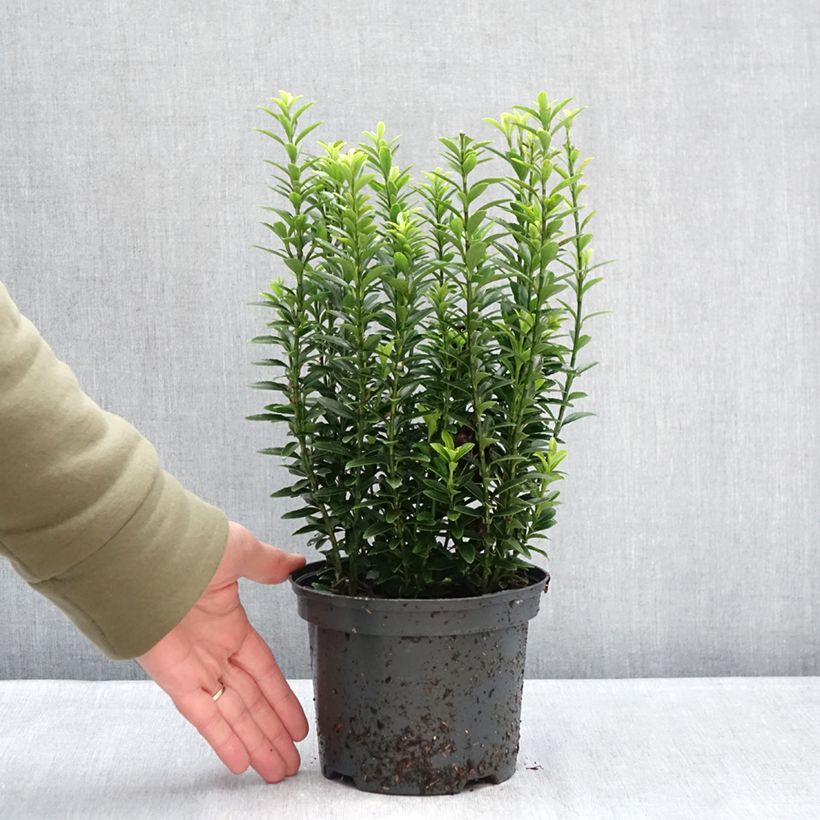 Exemplaar van Euonymus japonicus Microphyllus Aureovariegatus - Japanse kardinaalsmuts Pot van 2 l/3 l zoals geleverd in de winter