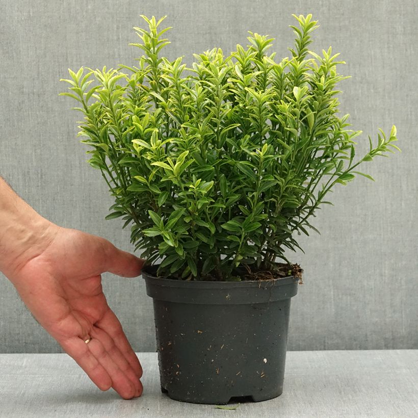 Exemplaar van Euonymus japonicus Microphyllus Aureovariegatus - Japanse kardinaalsmuts Pot van 2 l/3 l zoals geleverd in de lente