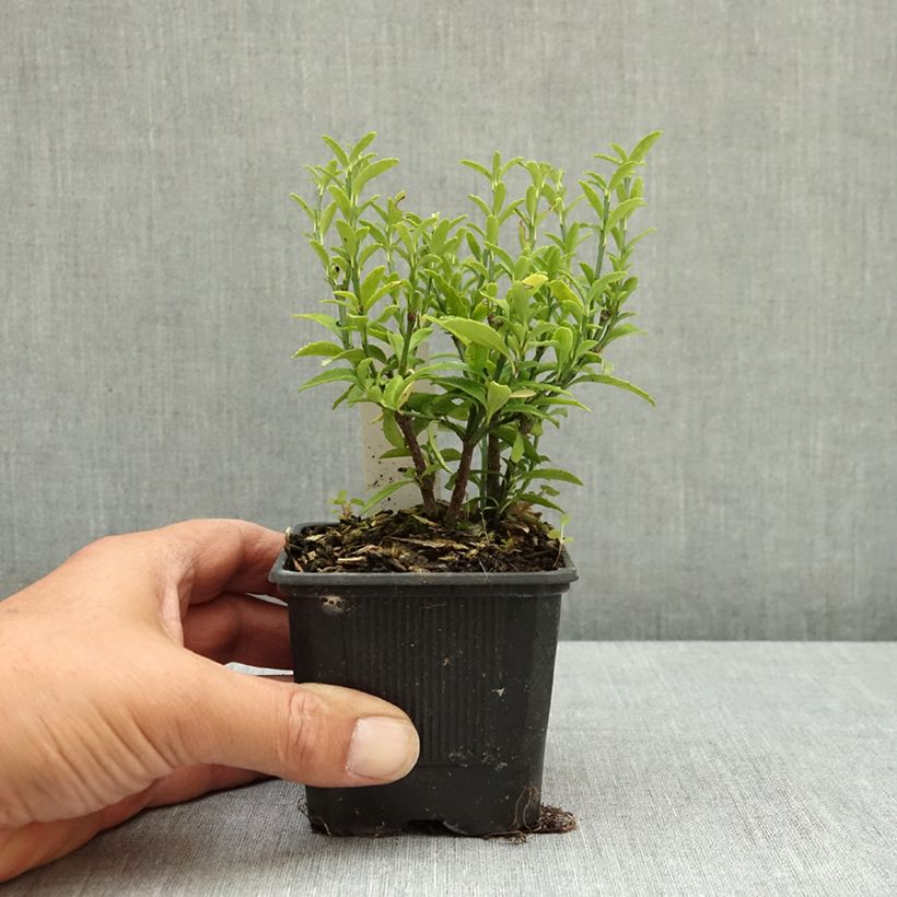 Exemplaar van Euonymus japonicus Microphyllus - Japanse kardinaalsmuts Kweekpotje van 8/9 cm zoals geleverd in de zomer