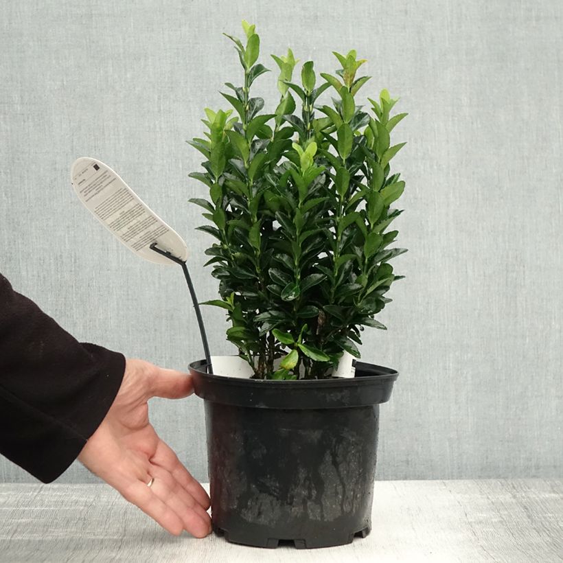 Exemplaar van Euonymus japonicus Paloma Blanca - Japanse kardinaalsmuts Pot van 3 l/4 l zoals geleverd in de herfst