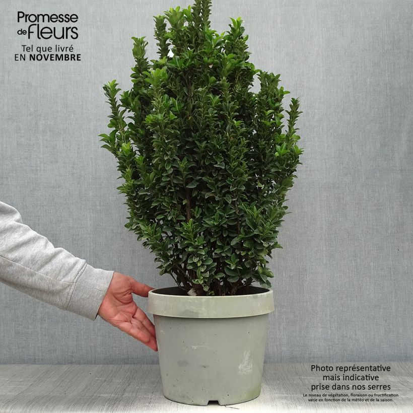 Exemplaar van Euonymus japonicus Paloma Blanca - Japanse kardinaalsmuts Pot van 7,5 l/10 l zoals geleverd in de herfst