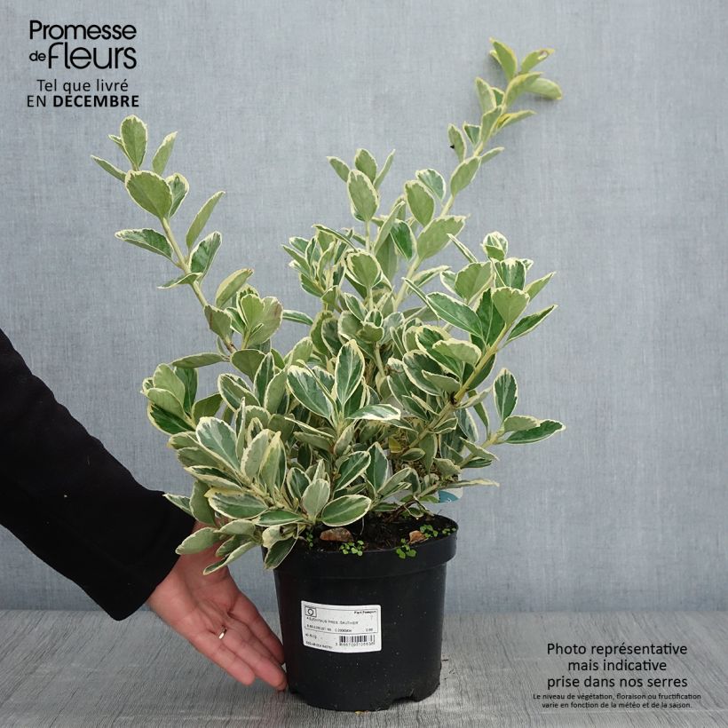 Exemplaar van Euonymus japonicus Président Gauthier - Japanse kardinaalsmuts Pot van 2 l/3 l zoals geleverd in de herfst