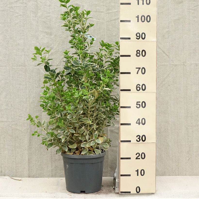 Exemplaar van Euonymus japonicus Président Gauthier - Japanse kardinaalsmuts Pot van 7,5 l/10 l zoals geleverd in de lente