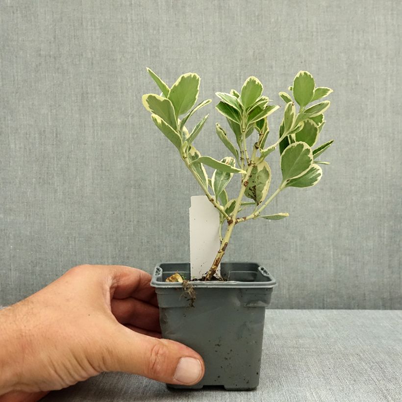 Exemplaar van Euonymus japonicus Président Gauthier - Japanse kardinaalsmuts Kweekpotje van 8/9 cm zoals geleverd in de zomer