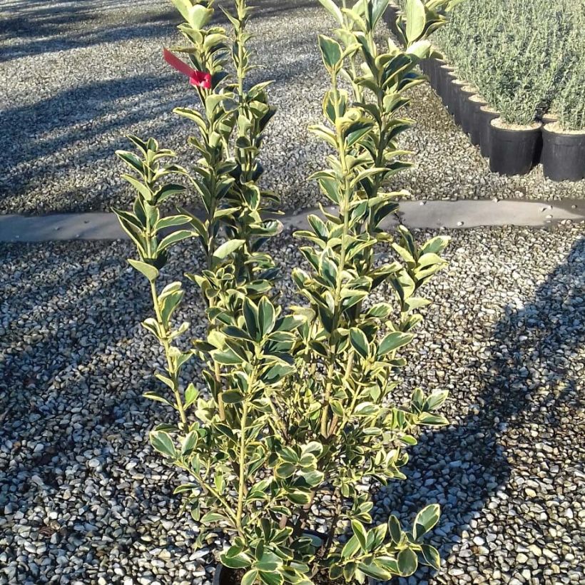 Euonymus japonicus Silver King - Japanse kardinaalsmuts (Blad)