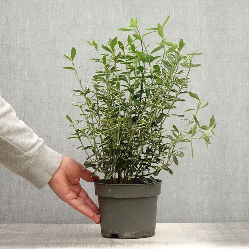 Exemplaar van Euonymus japonicus Suzanne - Japanse kardinaalsmuts Pot van 2 l/3 l zoals geleverd in de zomer