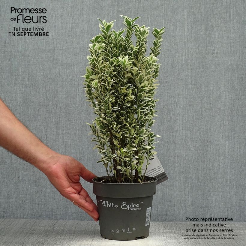 Exemplaar van Euonymus japonicus White Spire - Japanse kardinaalsmuts Pot van 2 l/3 l zoals geleverd in de herfst