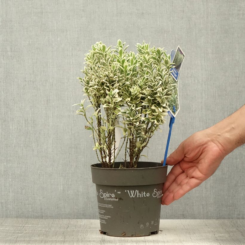 Exemplaar van Euonymus japonicus White Spire - Japanse kardinaalsmuts Pot van 2 l/3 l zoals geleverd in de zomer
