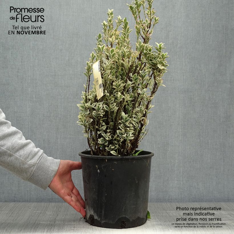 Exemplaar van Euonymus japonicus White Spire - Japanse kardinaalsmuts Pot van 7,5 l/10 l zoals geleverd in de herfst