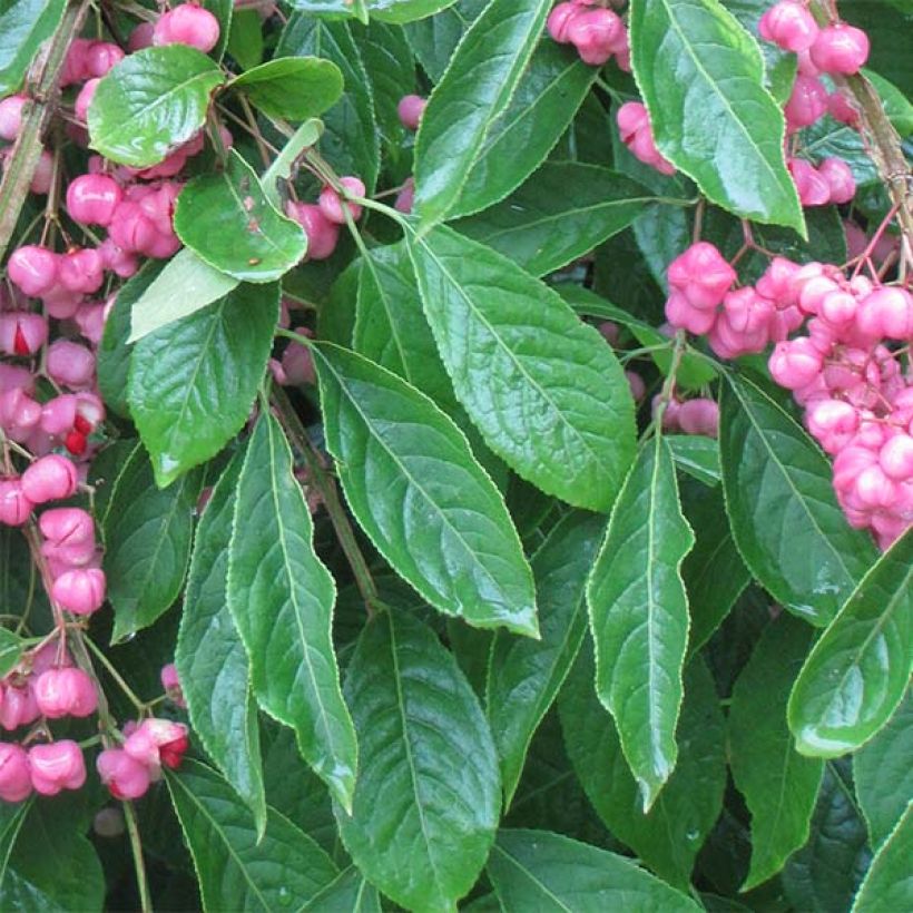 Euonymus phellomanus - Kardinaalsmuts (Blad)
