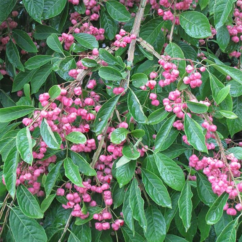 Euonymus phellomanus - Kardinaalsmuts (Bloei)
