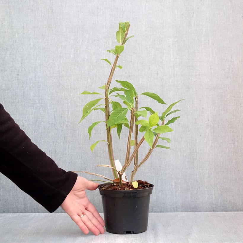Exemplaar van Euonymus phellomanus - Kardinaalsmuts Pot van 2 l/3 l zoals geleverd in de herfst