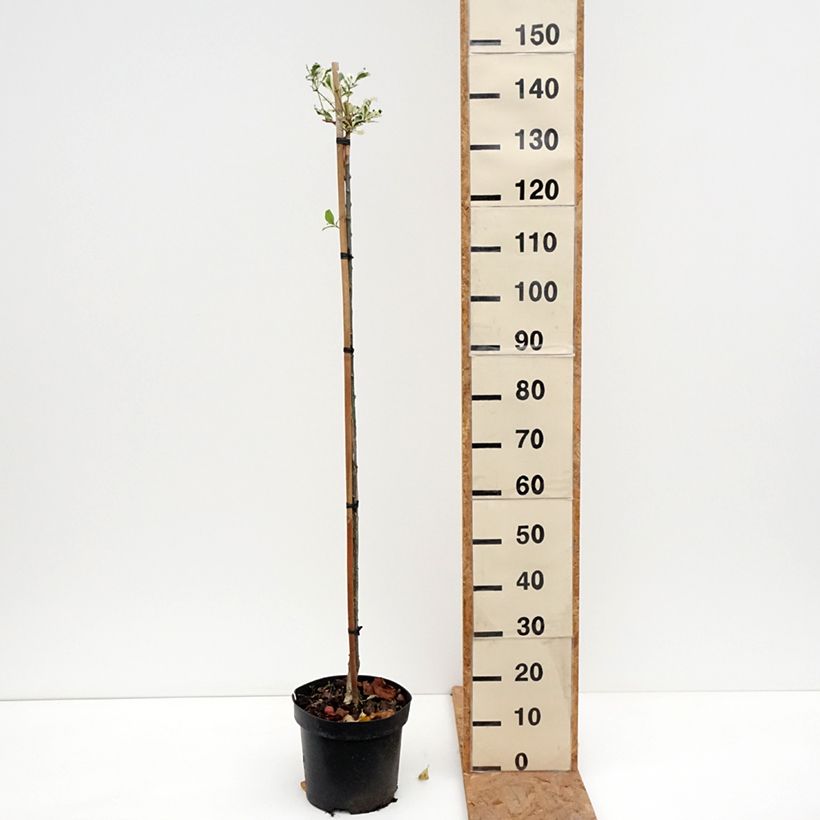 Exemplaar van Euonymus phellomanus Silver Surprise - Kardinaalsmuts Pot van 4 l/5 l, Stengel zoals geleverd in de herfst