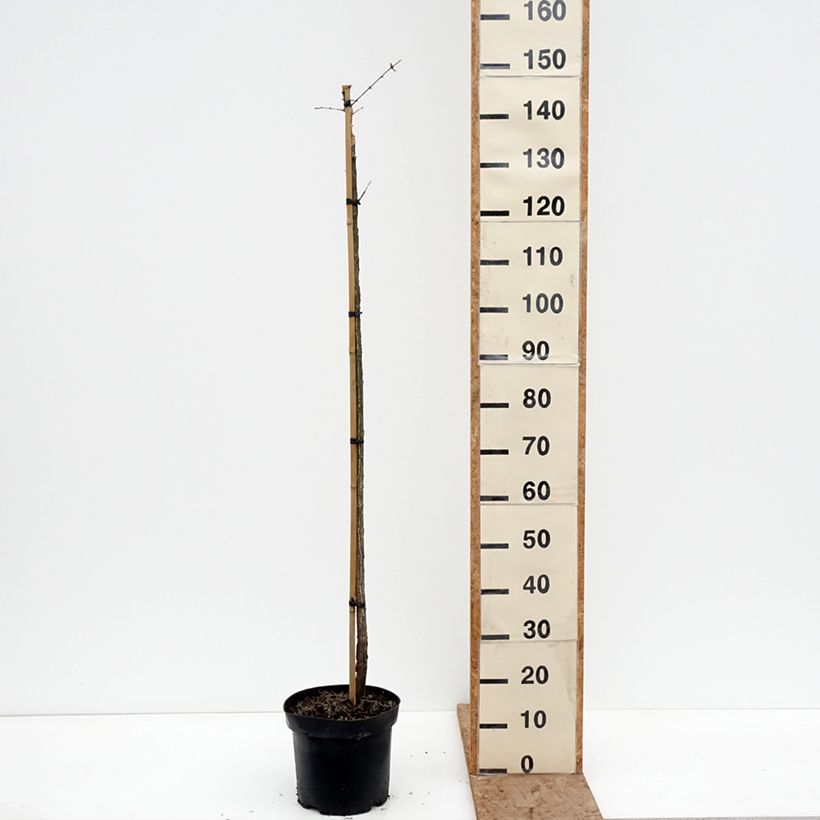 Example of Euonymus phellomanus Silver Surprise - Kardinaalsmuts Pot van 4 l/5 l, Stengel as you get in hiver