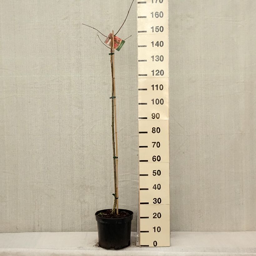 Exemplaar van Euonymus planipes - Kardinaalsmuts Pot van 7,5 l/10 l zoals geleverd in de lente