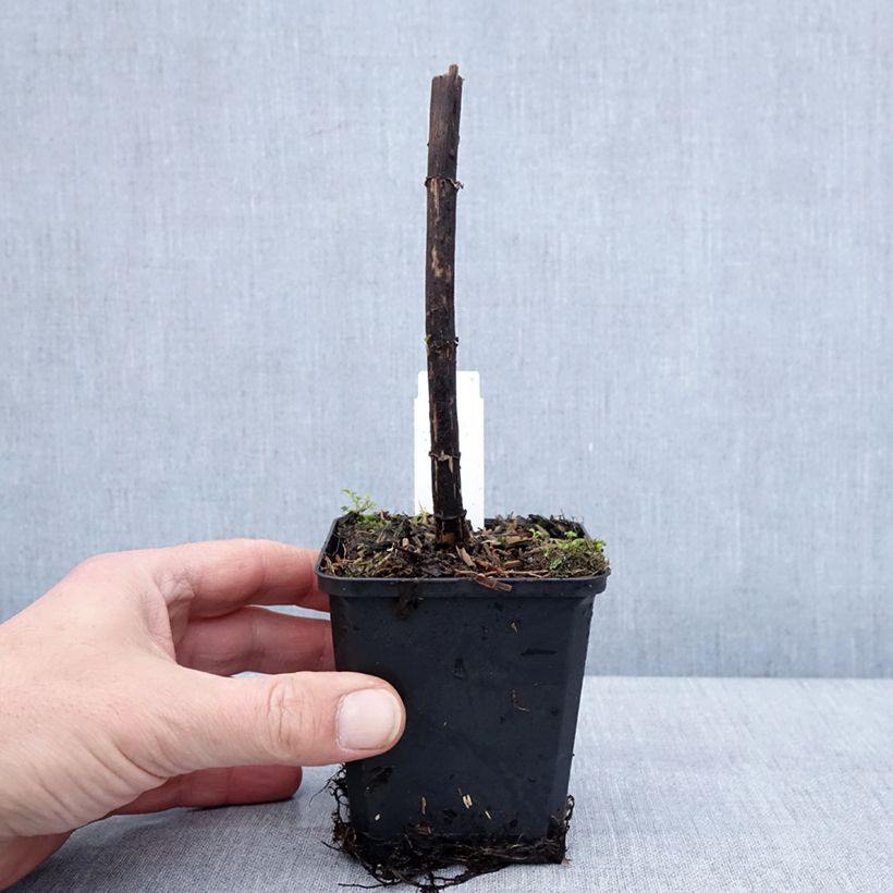 Exemplaar van Eupatorium Bartered Bride - Leverkruid Kweekpotje van 8/9 cm zoals geleverd in de winter
