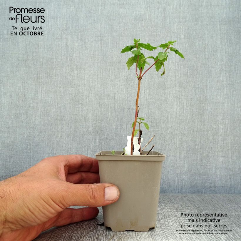 Exemplaar van Eupatorium cannabinum Plenum - Koninginnekruid Kweekpotje van 8/9 cm zoals geleverd in de herfst