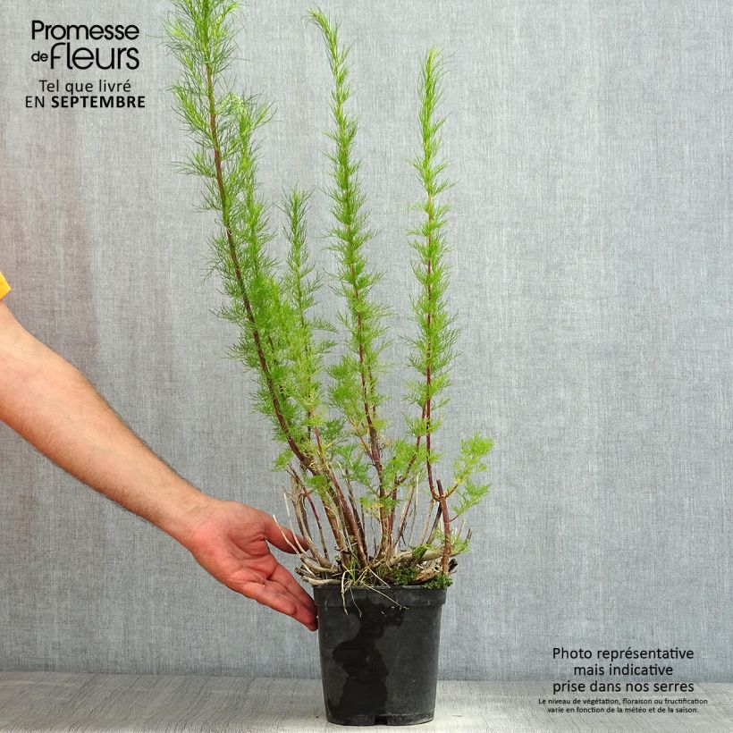 Exemplaar van Eupatorium Elegant Plume - Koninginnenkruid Pot van 2 l/3 l zoals geleverd in de zomer