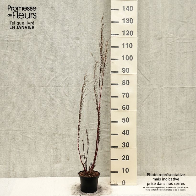 Exemplaar van Eupatorium Elegant Plume - Eupatoire Pot de 2L/3L zoals geleverd in de winter