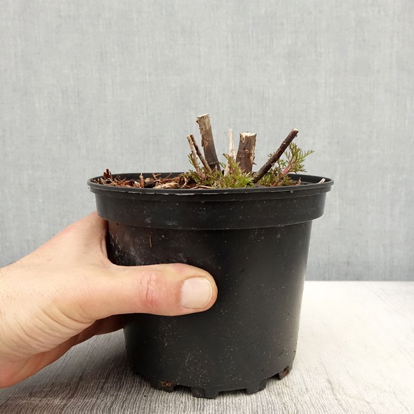 Exemplaar van Eupatorium Elegant Plume - Koninginnenkruid Pot van 2 l/3 l zoals geleverd in de lente