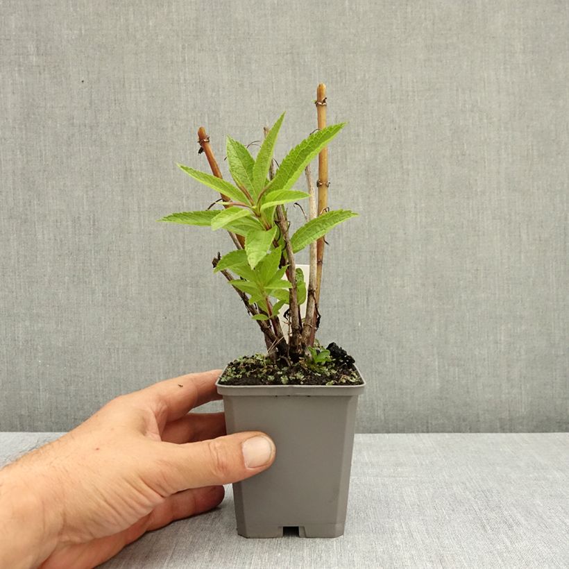 Exemplaar van Eupatorium Baby Joe - Koninginnekruid Kweekpotje van 8/9 cm zoals geleverd in de zomer