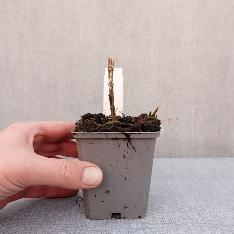 Exemplaar van Eupatorium hybride Baby Joe - Eupatoire Godet de 8/9 cm zoals geleverd in de winter