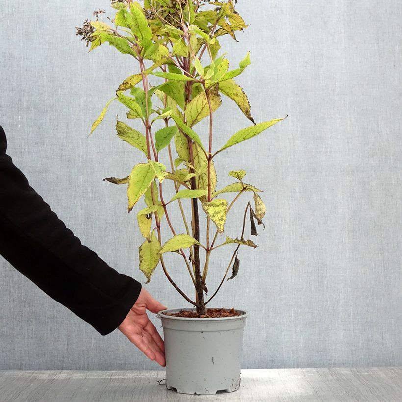 Exemplaar van Eupatorium hybride Baby Joe - Eupatoire Pot de 2L/3L zoals geleverd in de herfst