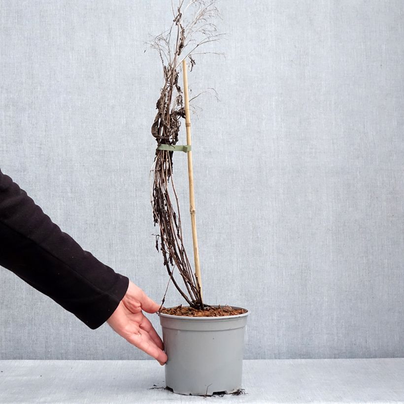 Exemplaar van Eupatorium Baby Joe - Koninginnekruid Pot van 2 l/3 l zoals geleverd in de lente