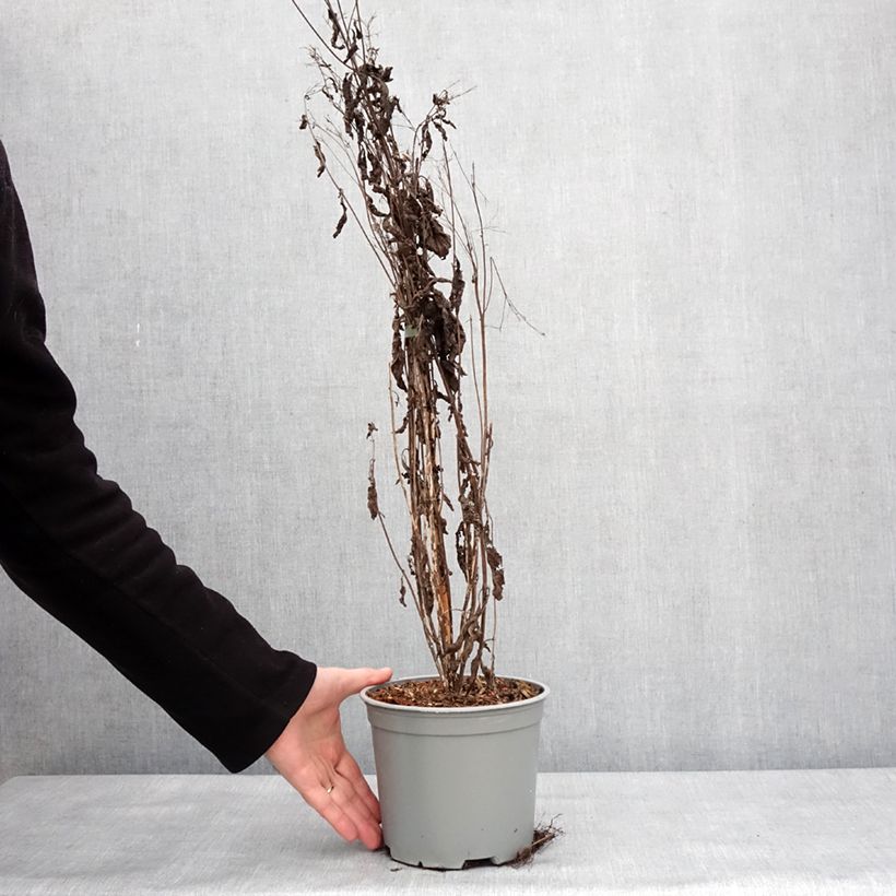 Exemplaar van Eupatorium maculatum Phantom - Eupatoire Pot de 2L/3L zoals geleverd in de winter