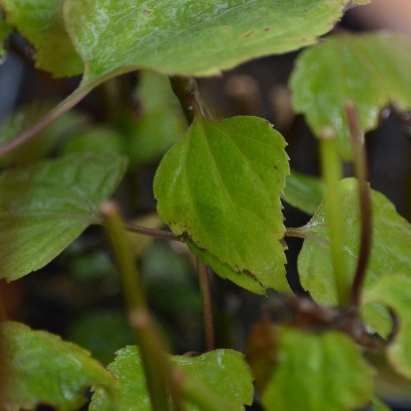 Eupatorium rugosum Braunlaub - Koninginnekruid (Blad)