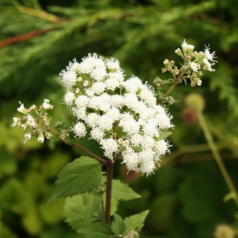 Eupatorium rugosum Braunlaub - Koninginnekruid (Bloei)