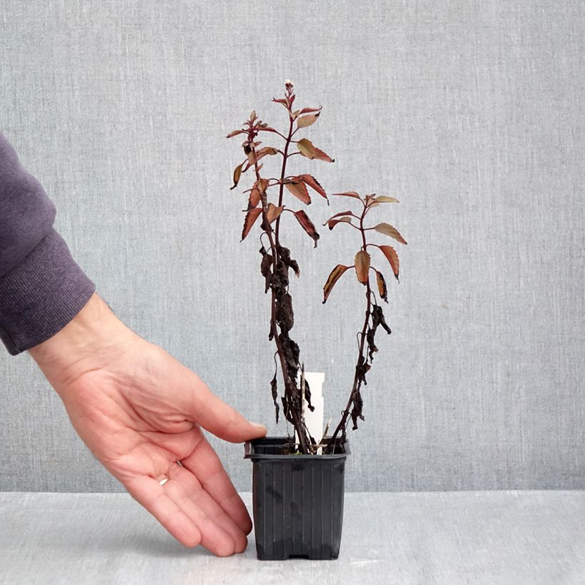 Exemplaar van Eupatorium rugosum Chocolate - Koninginnekruid Kweekpotje van 8/9 cm zoals geleverd in de herfst