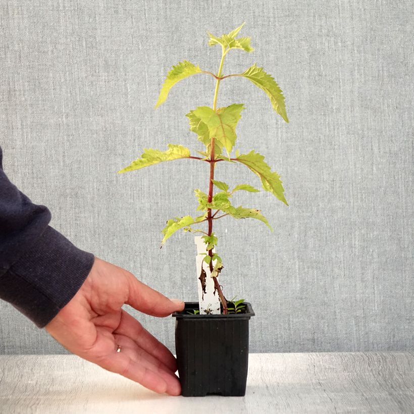 Exemplaar van Eupatorium rugosum - Koninginnekruid Kweekpotje van 8/9 cm zoals geleverd in de zomer